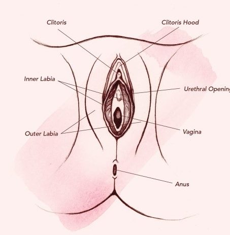 vaginal anatomy labiaplasty